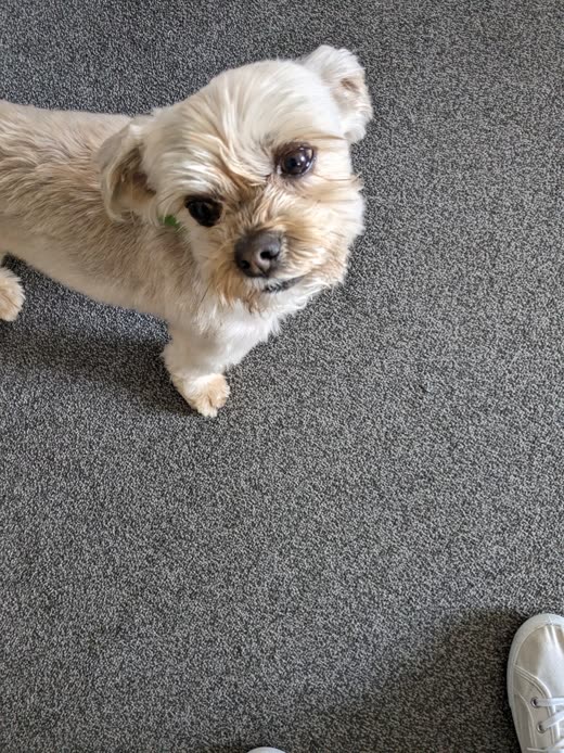 Cream shih tzu with a fresh face trim looking up, cropped tight to exclude the shoe at the edge